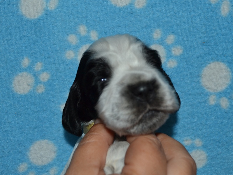 8.fenka-žlutá st..JPG